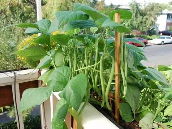 阳台种菜，让全家吃上绿色安全的蔬菜！