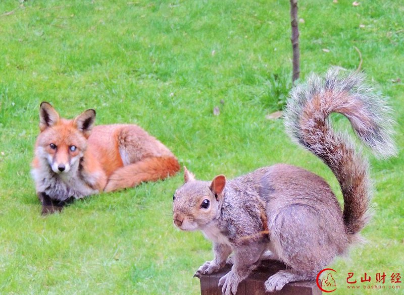 英国,松鼠,狐狸,敲窗,求助