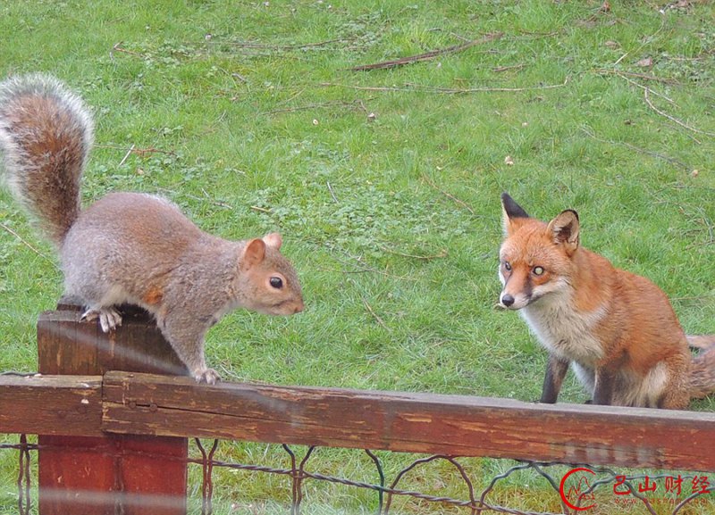 英国,松鼠,狐狸,敲窗,求助